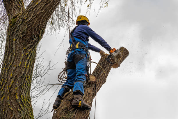 Trusted Linton Hall, VA Tree Service Experts